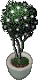 decorative topiary23780000.png
